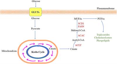 Pathogenetic, Prognostic, and Therapeutic Role of Fatty Acid Synthase in Human Hepatocellular Carcinoma